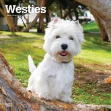 West Highland White Terriers 2025 Square