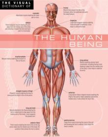 The Visual Dictionary of The Human Being : The Human Being