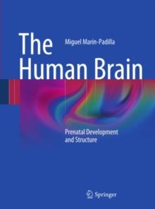 The Human Brain : Prenatal Development and Structure