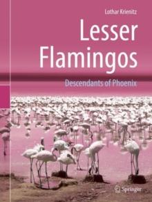 Lesser Flamingos : Descendants of Phoenix