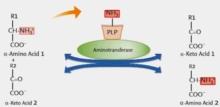 Estimation of Aminotransferases