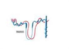 Estimation of Blood Urea and Calculation of Urea Clearance