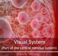 Visual System (Part of the central nervous system)