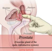 Prostate (Exocrine gland of the male reproductive system)