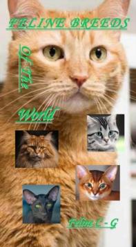 Feline Breeds Of The World