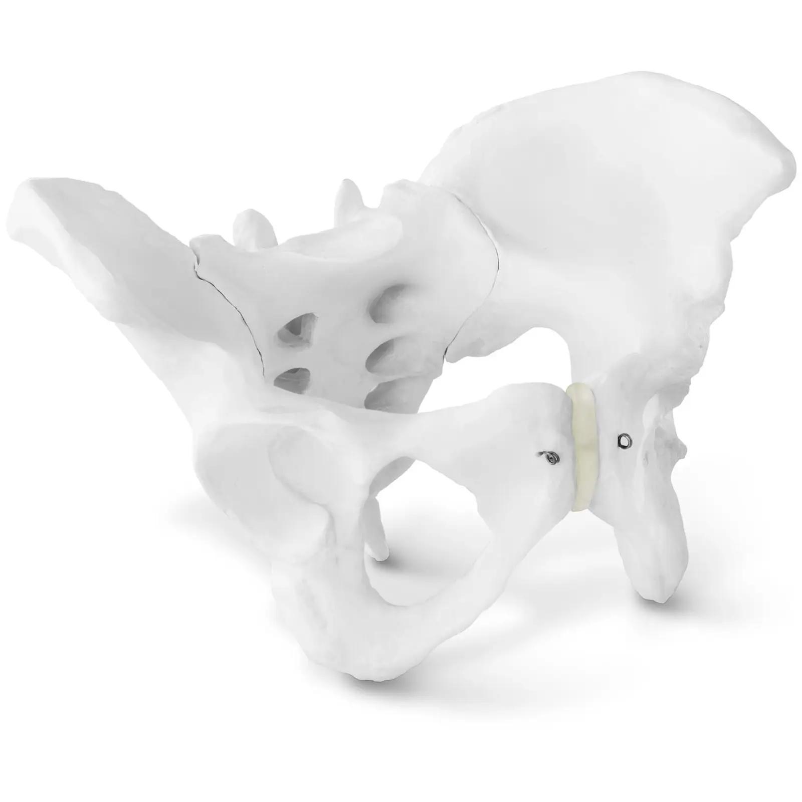 Pelvis Model - Female