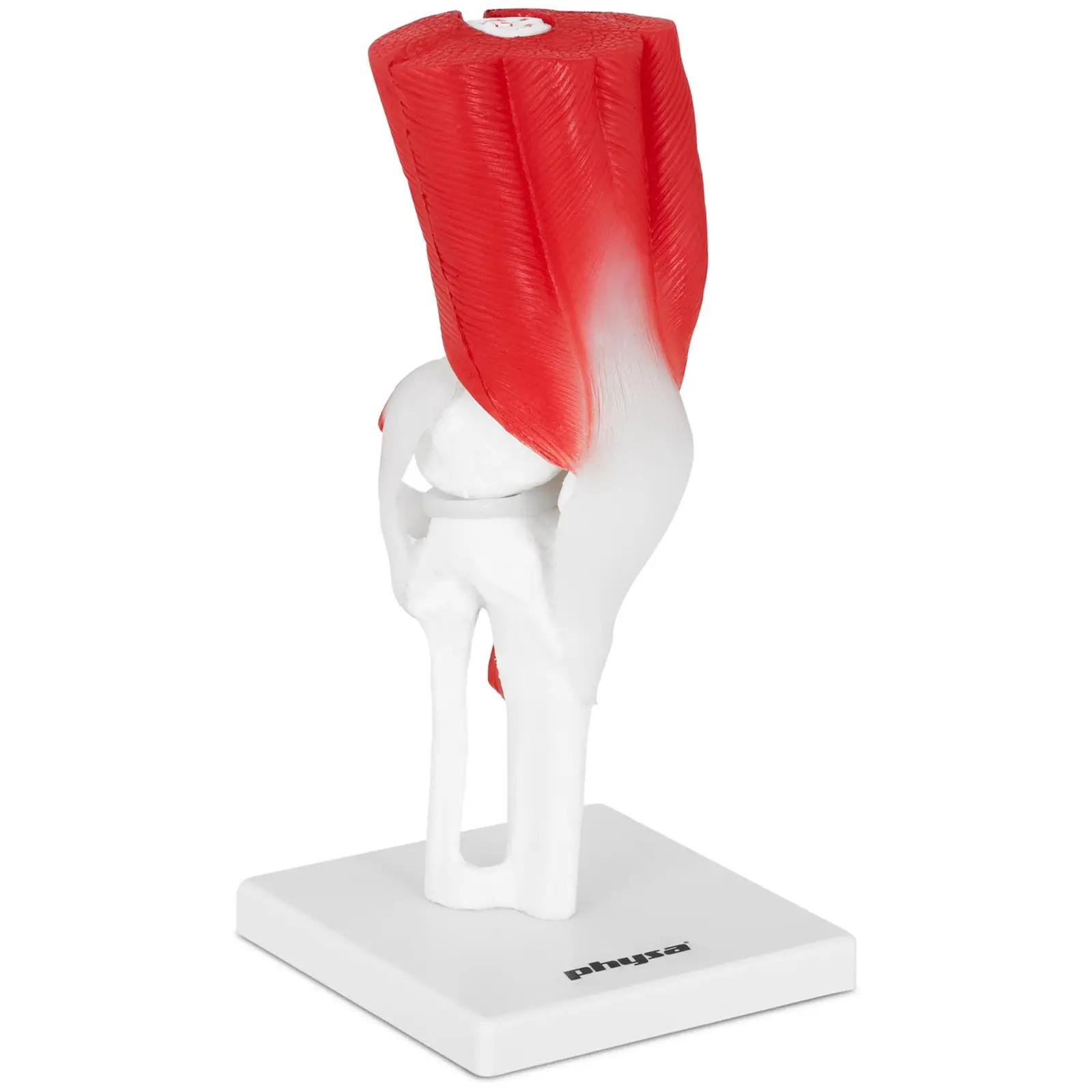 Knee Joint Model - life-sized