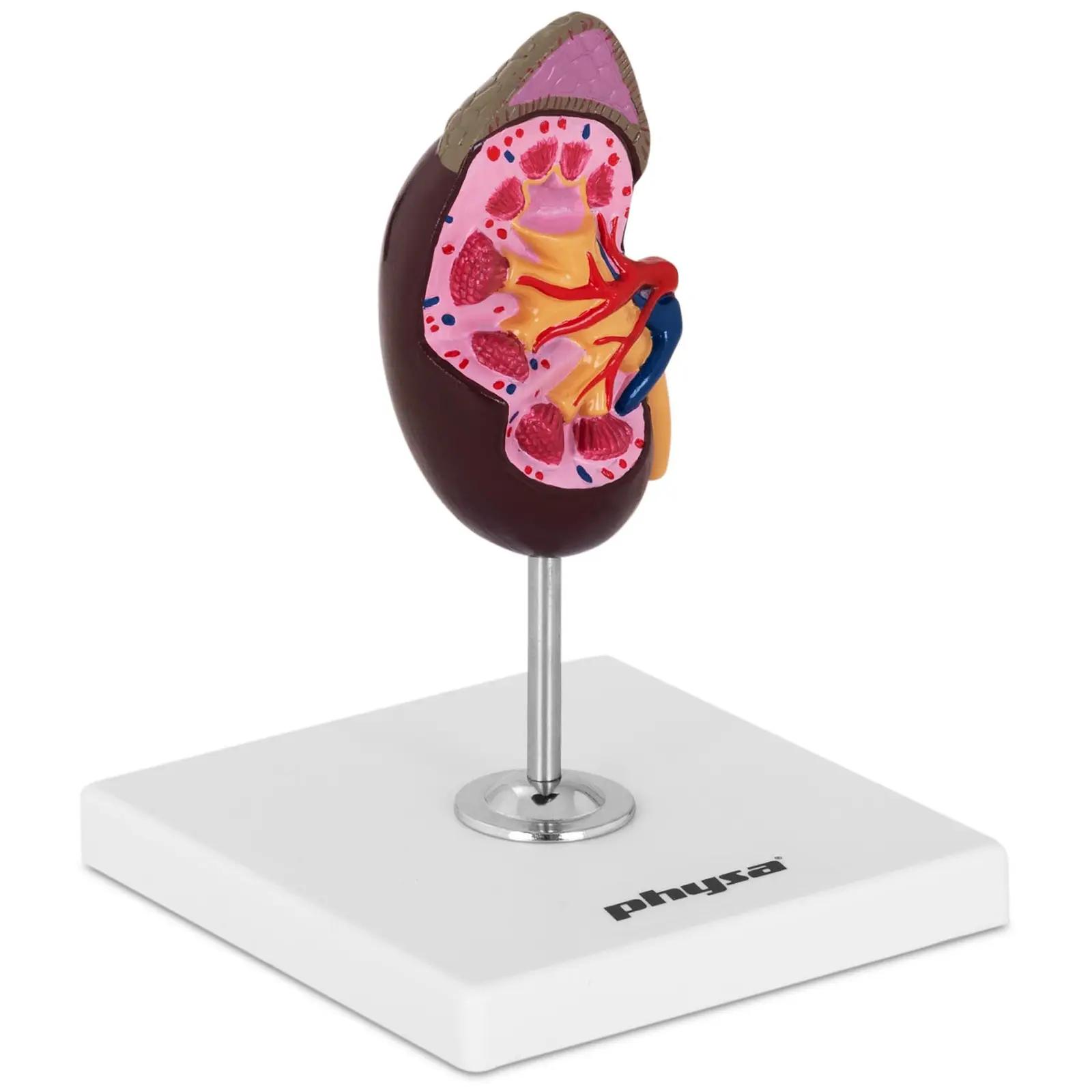 Kidney Model - life-sized