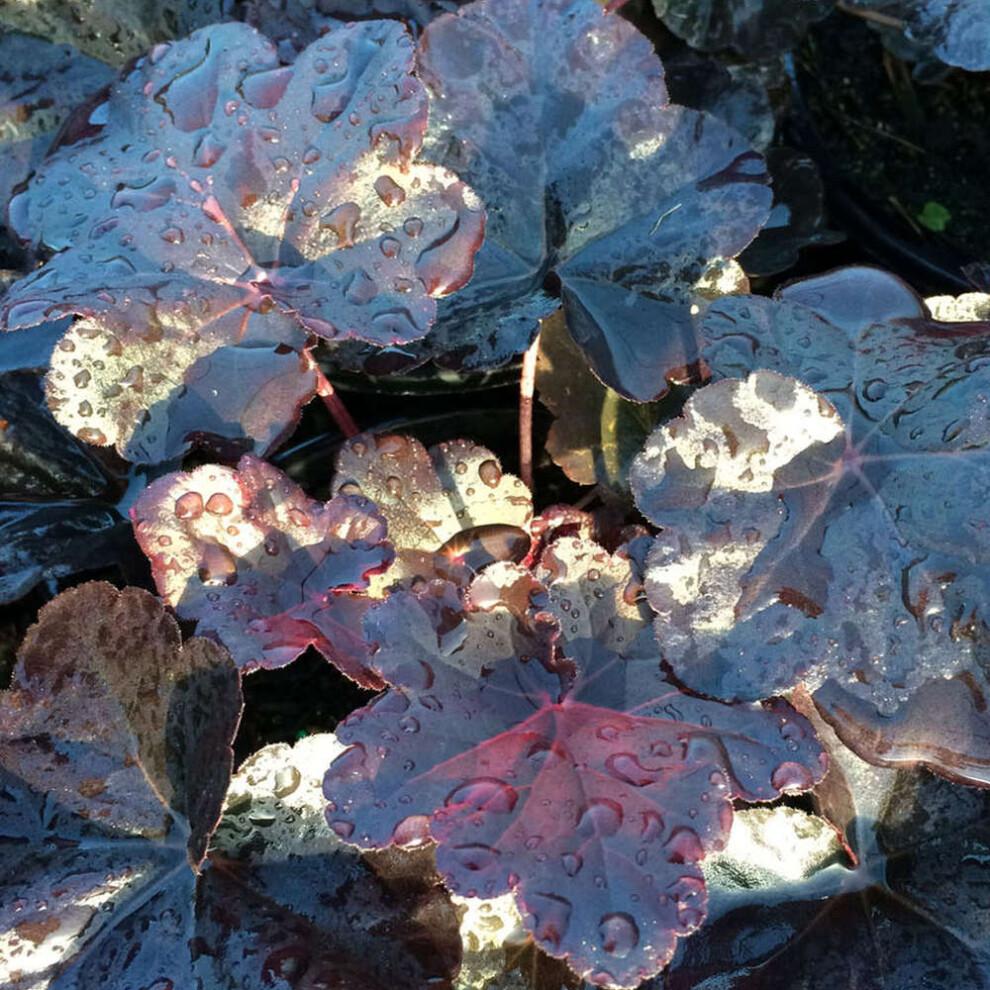 Heuchera Obsidian (9cm)