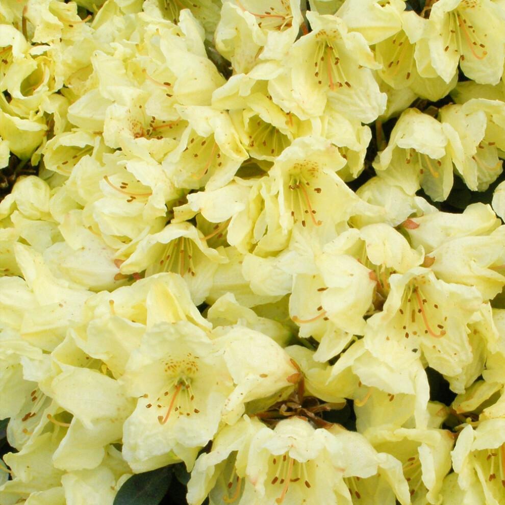 Rhododendron Wren (9cm)