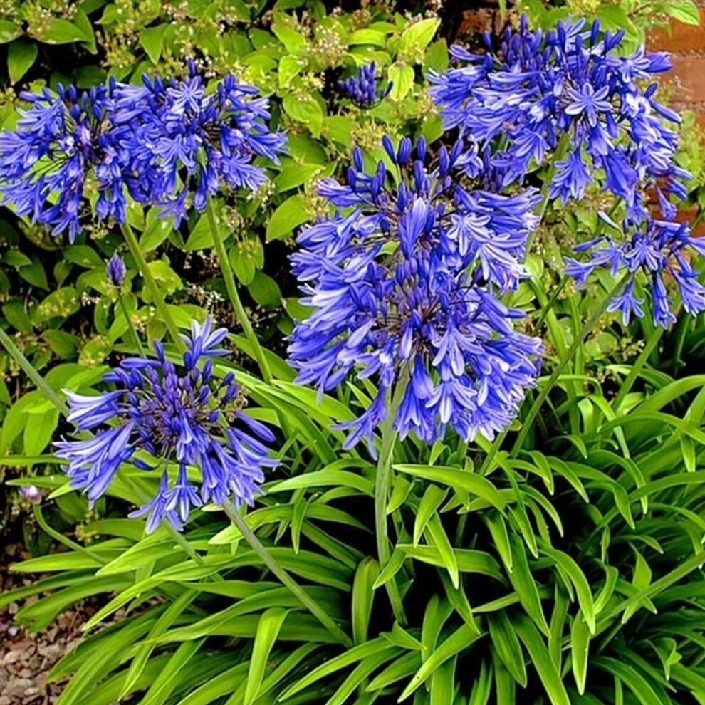 Agapanthus Stardust (9cm)