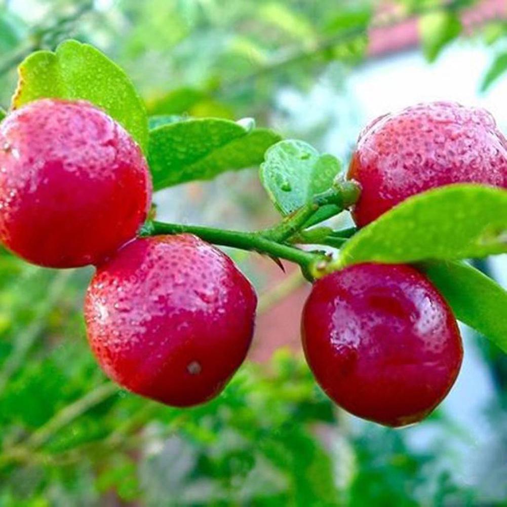 SIJIALI 20Pcs/1 Pack Red Lemon Seeds Dwarf Tree Bonsai Fruit Home Garden Outdoors Plant