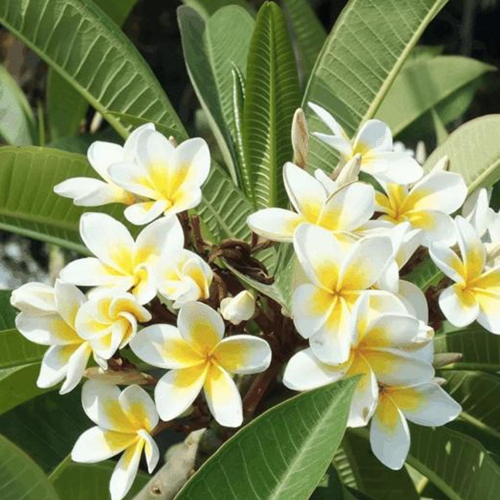 SIJIALI 50Pcs Frangipani Seeds - Landscaping and Gardening Supplies White