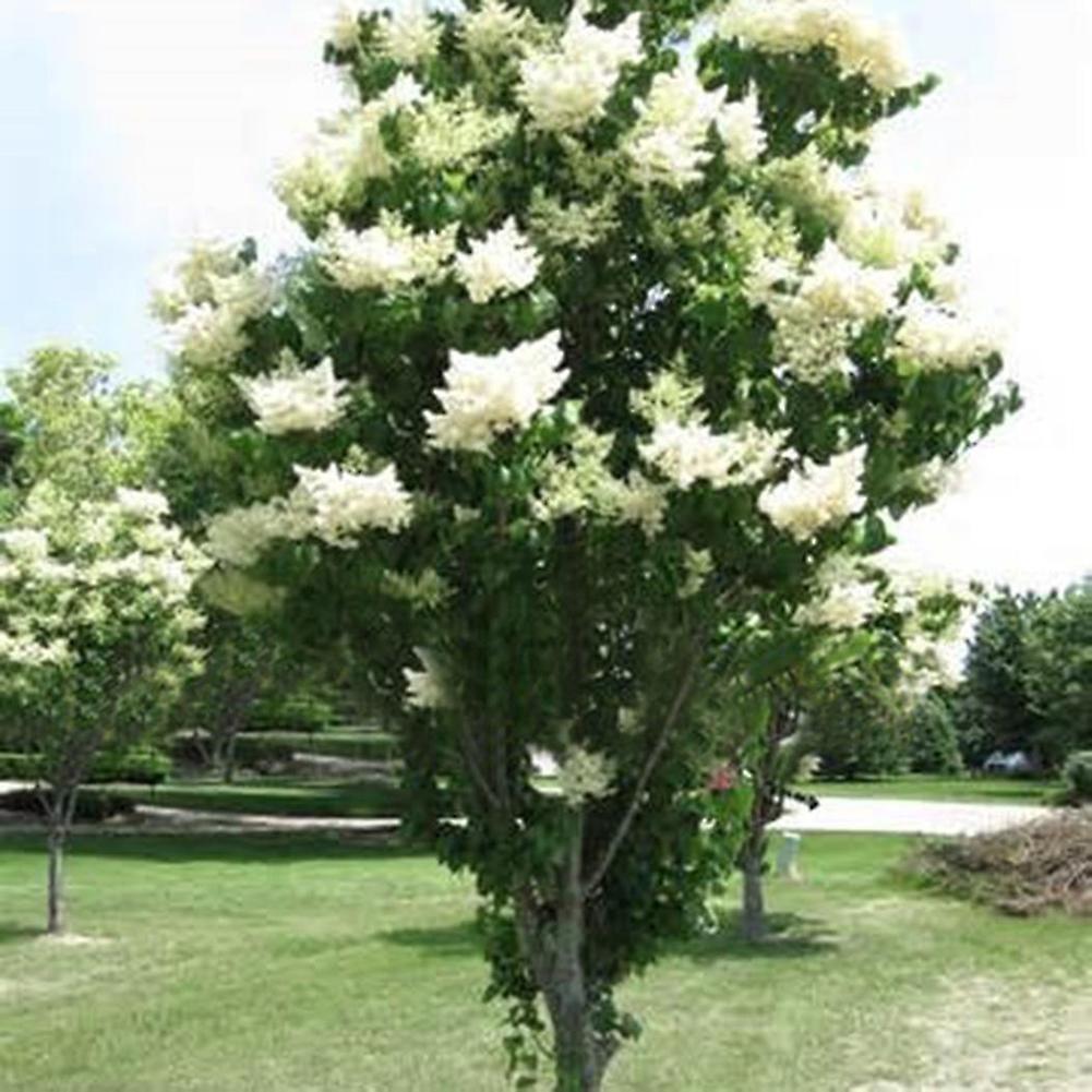 SIJIALI 50Pcs White Japanese Lilac Seeds Clove Flower Home Garden Balcony Bonsai Decor Japanese Lilac Tree Seeds