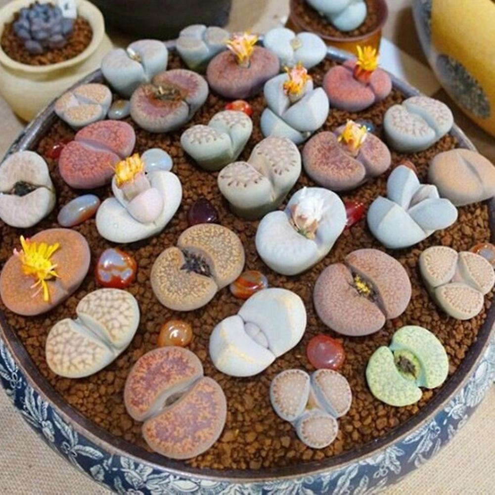 SIJIALI 200Pcs Lithops Seeds Living Stones Succulent Plant Bonsai Garden Office Decor