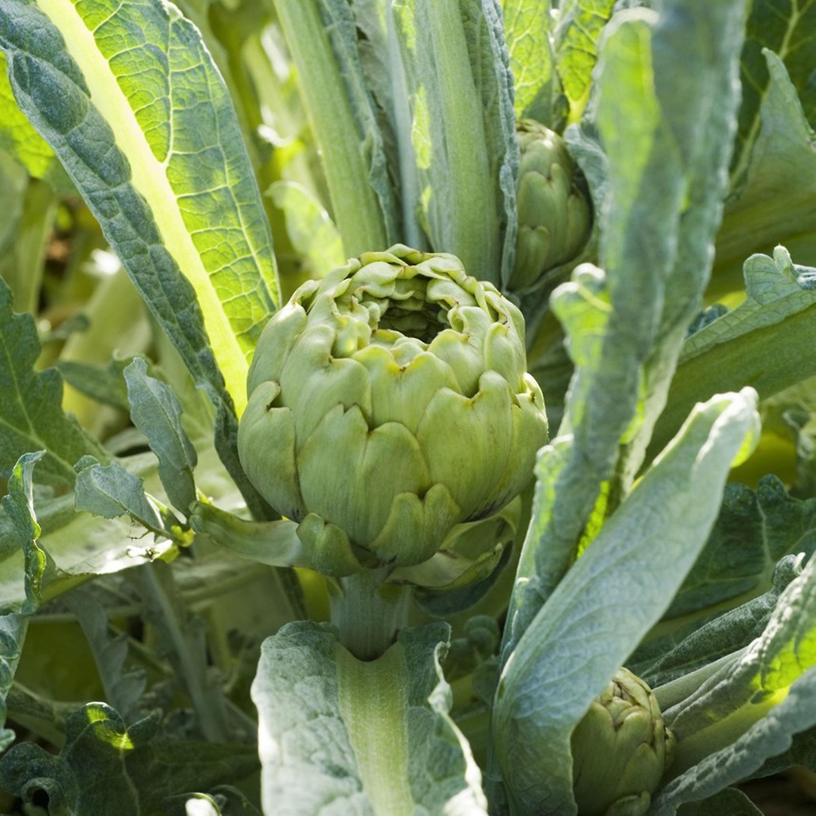 SIJIALI 100Pcs Artichoke Seeds - High Germination Rate, Non GMO, Green Globe, Large, Healthy, Tasty Artichoke Seeds for Horticulture