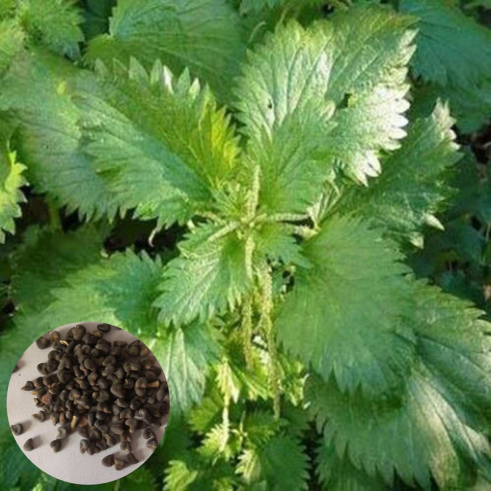 SIJIALI 50Pcs Nettle Seeds Natural Quick Growth Fresh Productive Potted Plant Seedlings for Garden Seed