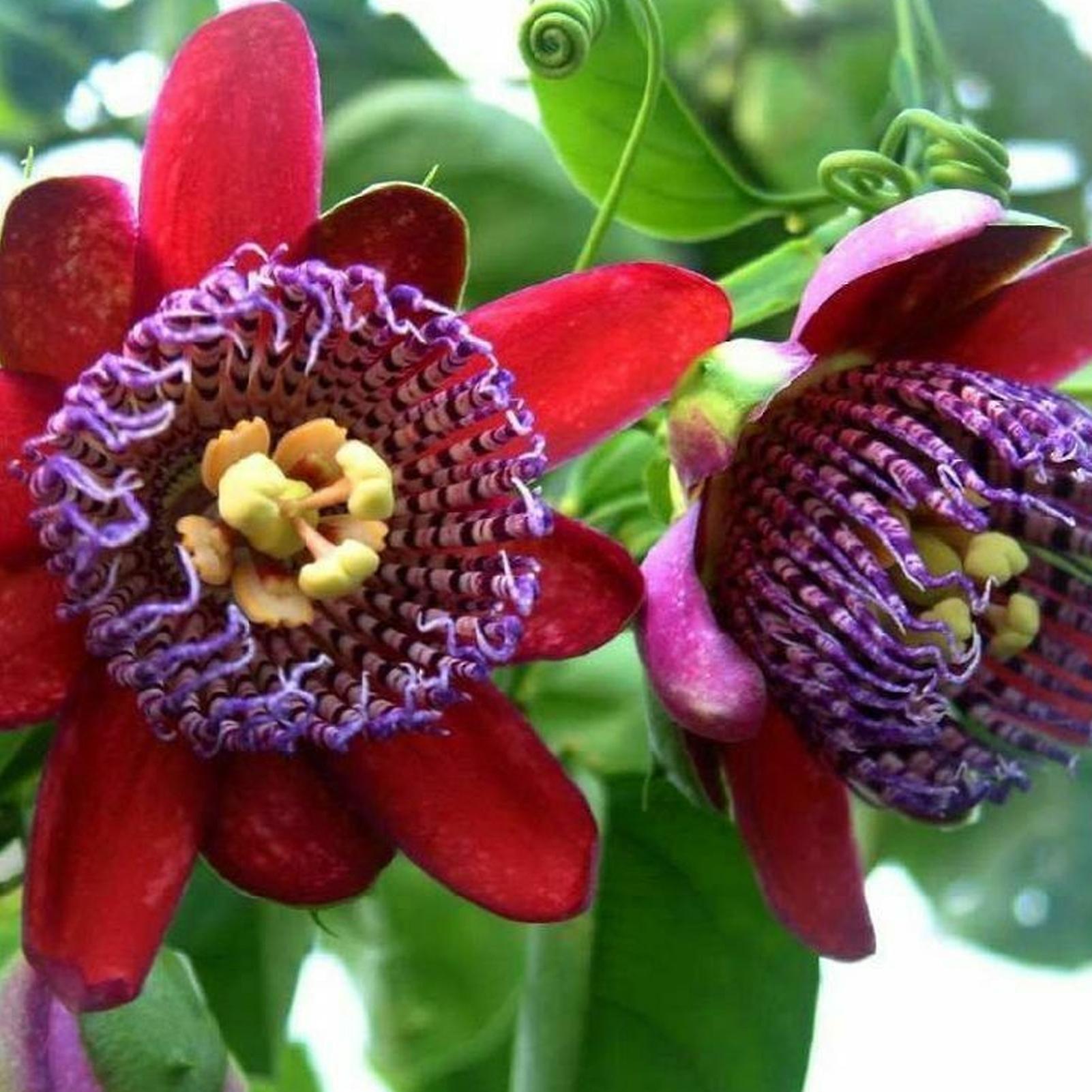 Auleset 50Pcs/Bag Flower Seeds Beautiful Prolific Eco-friendly Excellent Producing Passiflora Caerulea Seeds for Planting Red Passion Flower Seeds