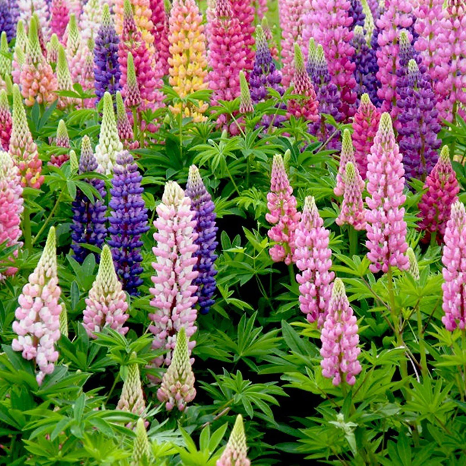 SIJIALI 100Pcs Lupinus Texensis Seeds