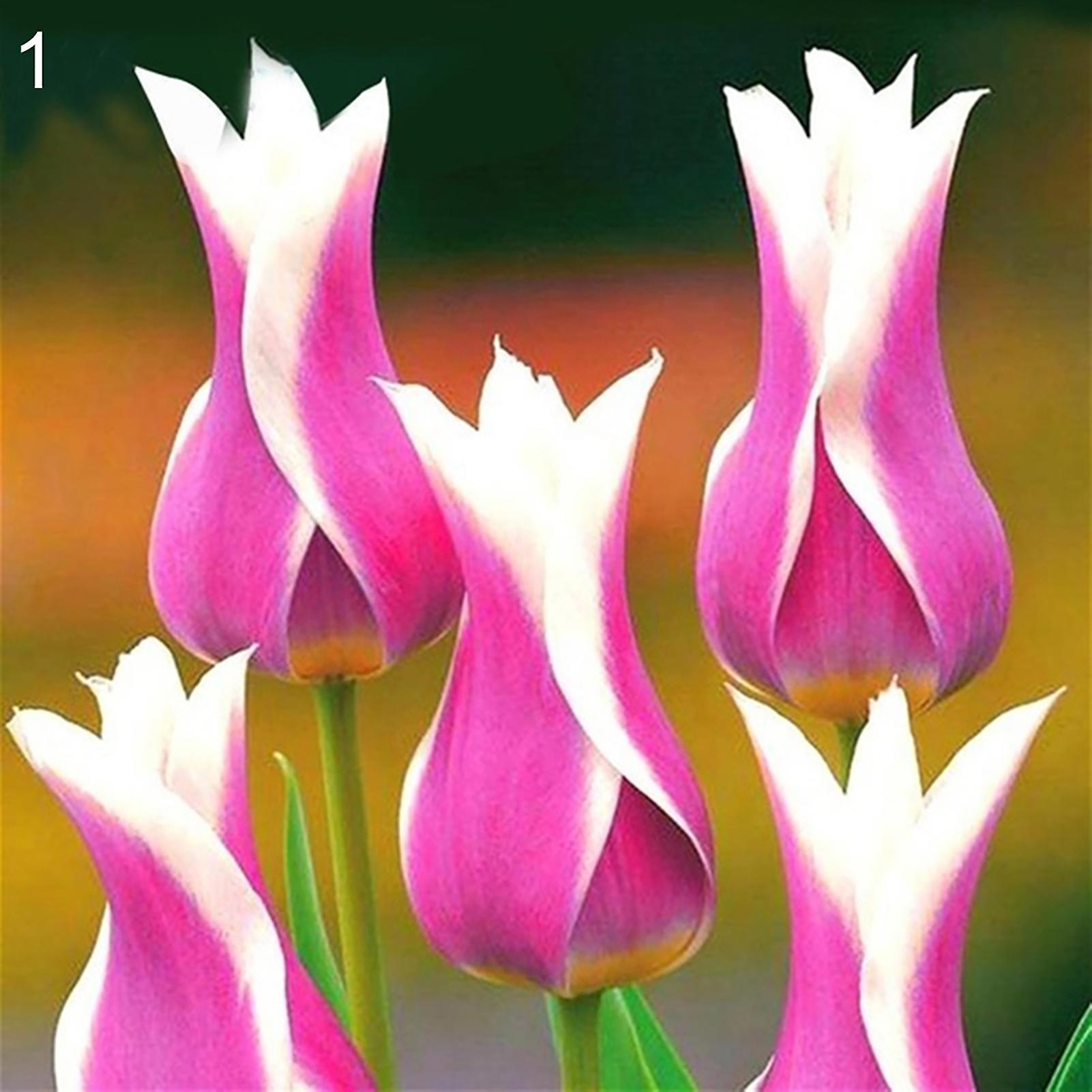 SIJIALI 100Pcs Tulip Seeds Natural Perennial Fragrance Bright Color Bonsai Seed for Balcony 1