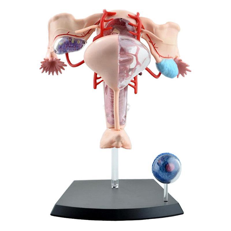 JoYoung Shop Female reproductive system 4d human body organ anatomical model female uterus medical teaching model