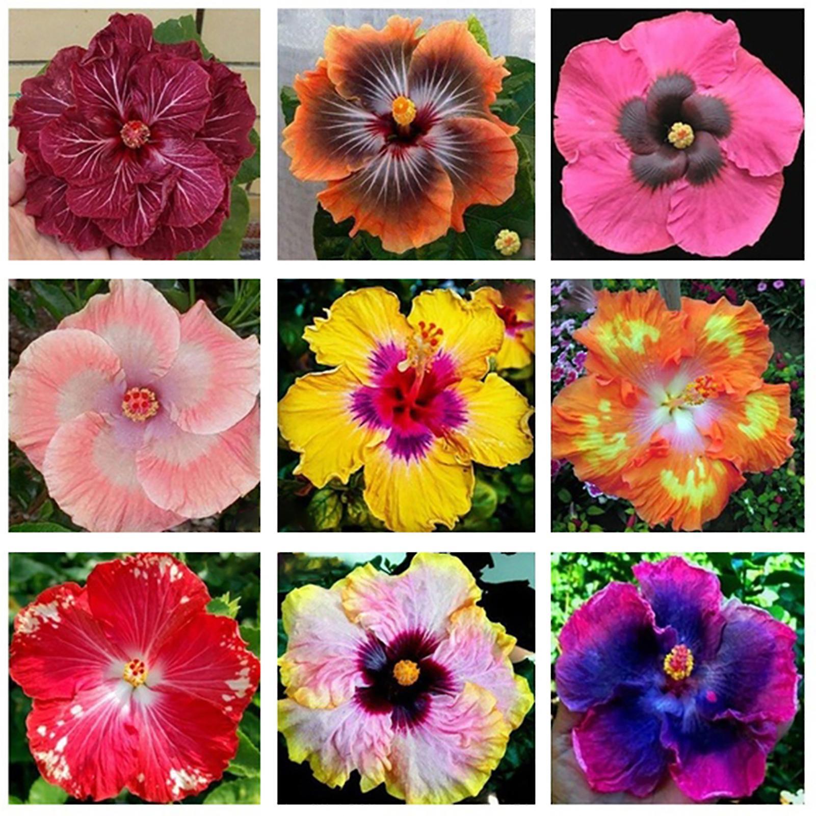 SIJIALI 200Pcs Hibiscus Coralline Seeds for Bonsai