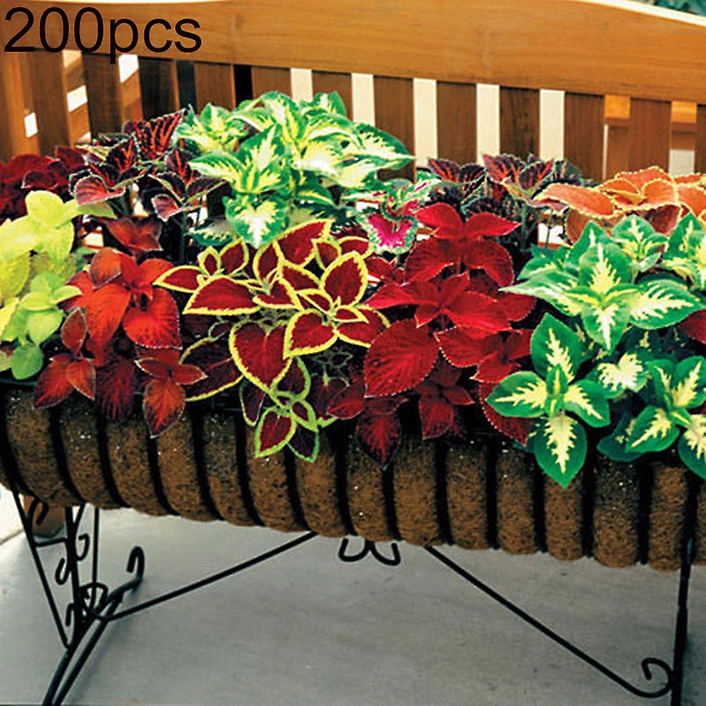 SIJIALI 200Pcs Mixed Coleus Begonia Multicolor Flower Plant Seeds Garden Bonsai Decor 200pcs,Coleus Seeds