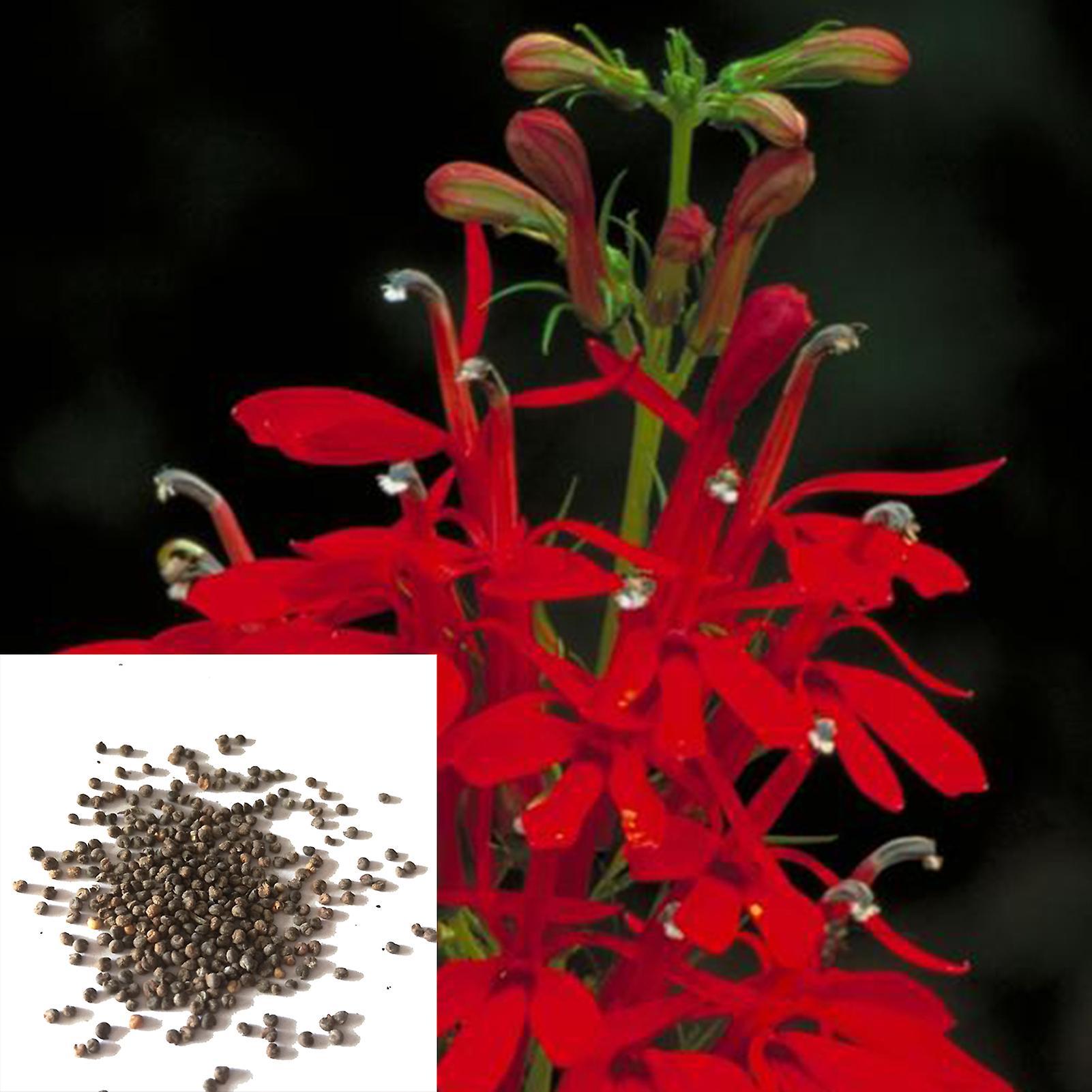 SIJIALI 300Pcs Lobelia Cardinalis Seeds Perennial Non-GMO Portable Fresh Red Cardinals Flower Seeds for Garden Lobelia Chinensis Seeds