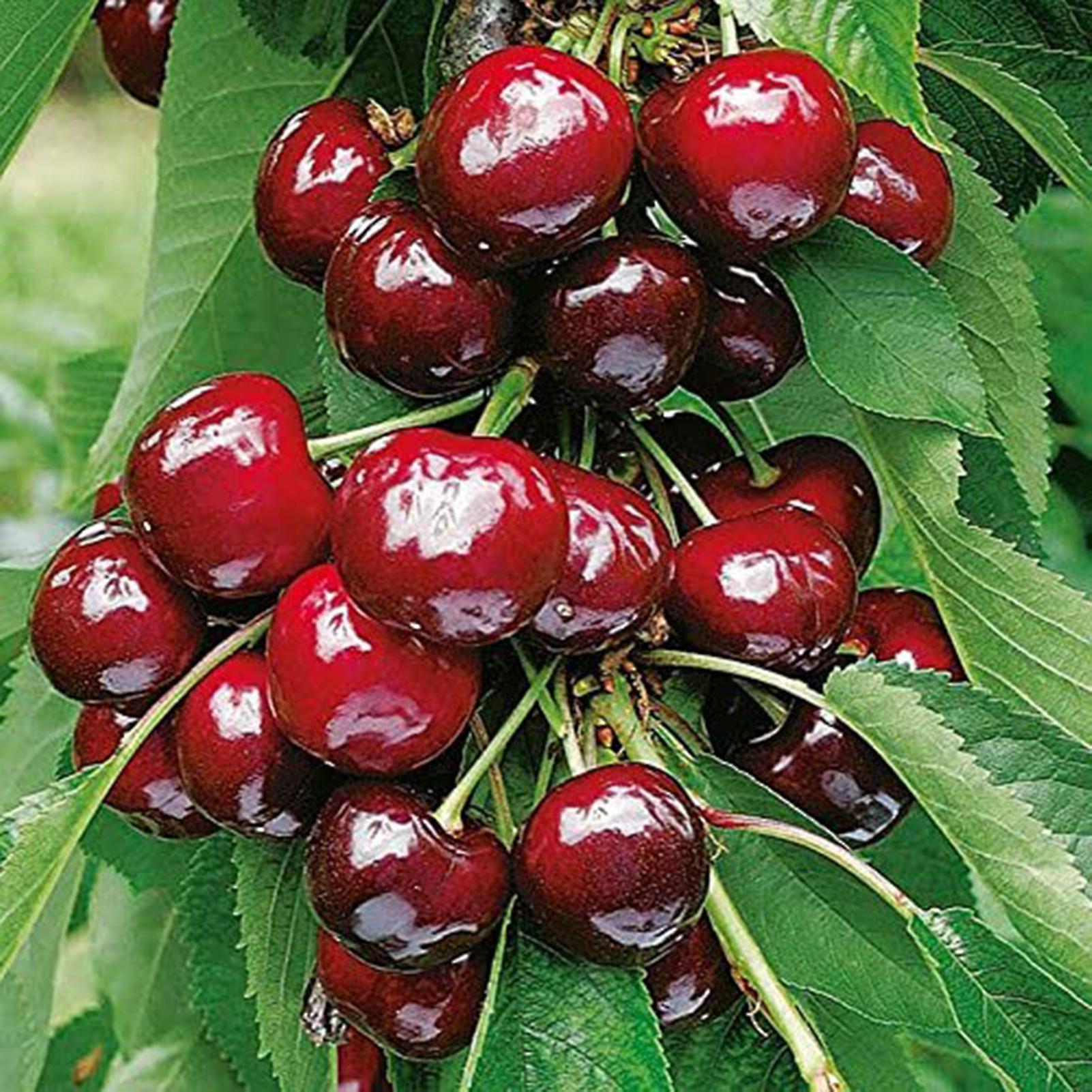 SIJIALI 50Pcs Cherry Seeds Productive Easy to Grow Mini Wild Red Cherry Tree Seeds for Farm