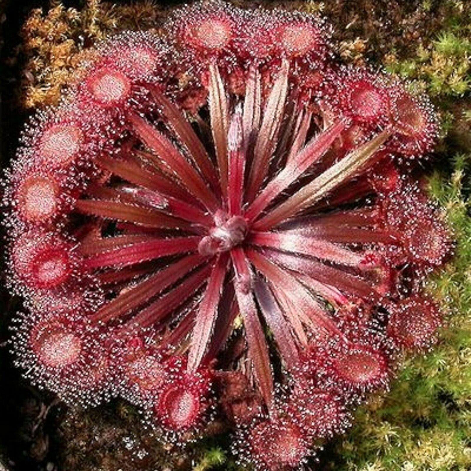 SIJIALI 20Pcs Drosera Falconeri Seeds - Rare Carnivorous Sundew Seeds for Outdoor