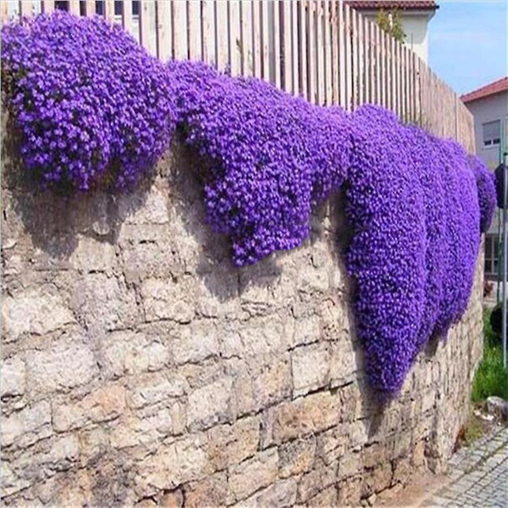 SIJIALI 500Pcs Garden Ground Cover Perennial Flower Plant Decor Purple Rock Cress Seeds