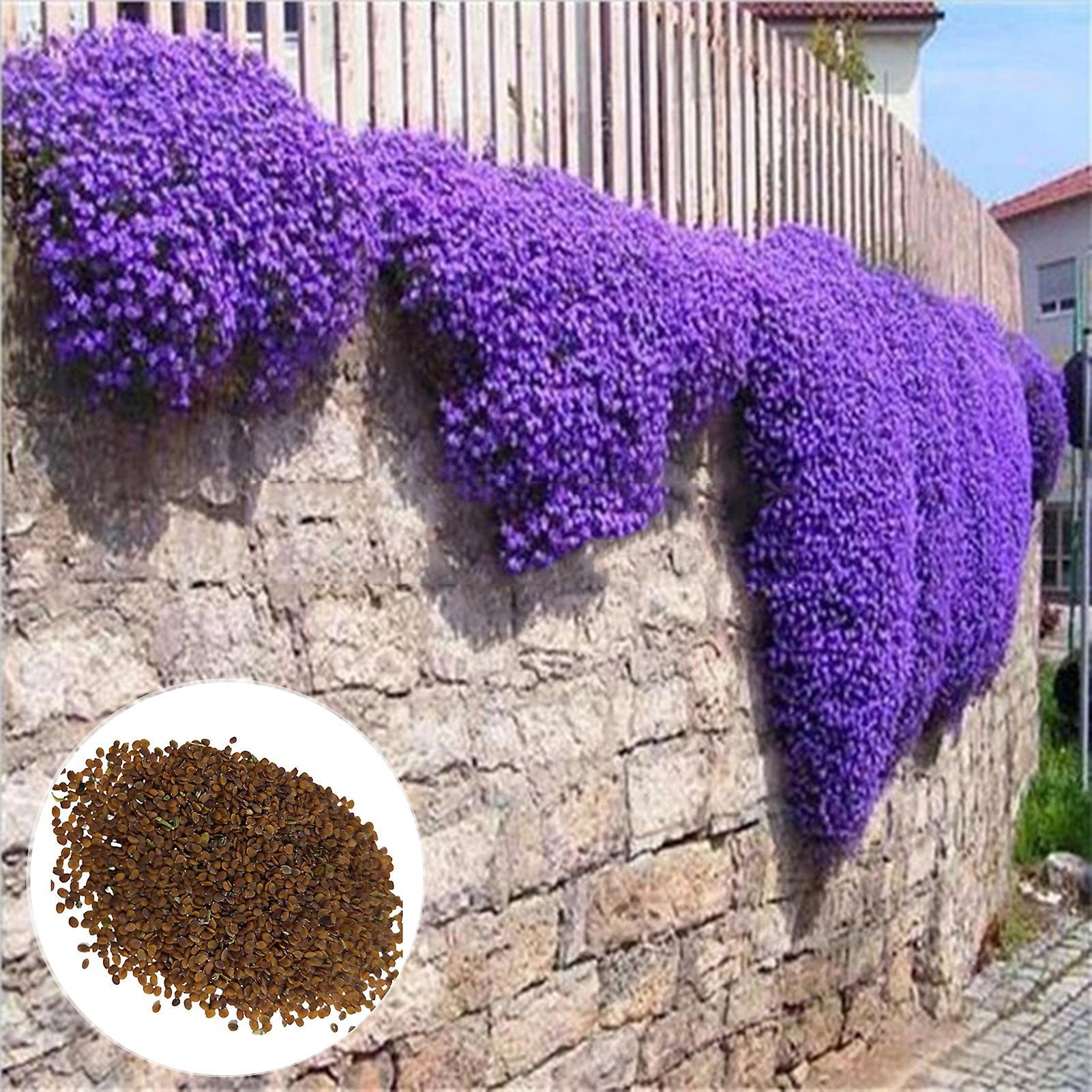 SIJIALI 500Pcs Flower Seeds Living Viable Mini Prolific Aubrieta Seeds for Balcony