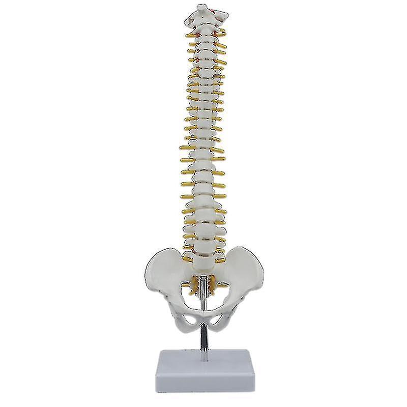 Aoui 45cm Human Spine With Pelvic Model Human Anatomical Anatomy Spine Model Spinal Column Model+stand F-