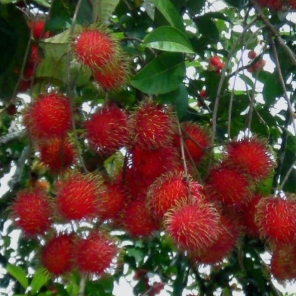 SIJIALI 15Pcs Rambutan Seeds Garden Bonsai Dwarf Organic Tasty Fruit Tree Home Decor 15pcs,Rambutan Seeds