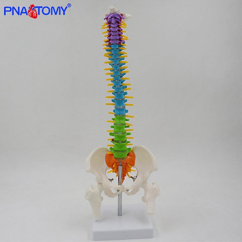 JoYoung Shop 45Cm Flexible Colored Spine Model Medical Teaching Tool Skeleton Anatomy Pelvis Bone Skeleton System Anatomical Model