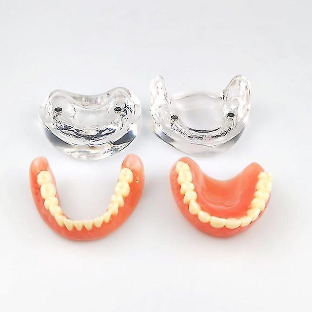 Conly Dental Teaching Model Complete Denture Dental Teeth Standard Teeth Model Transparent  base