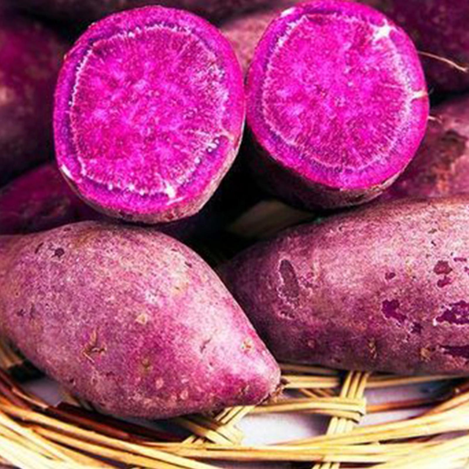 Auleset 50Pcs/Bag Sweet Potato Seeds Strong Survivability Refreshing Purple Potato Easy Cultivating Vegetable Seeds for Garden Purple Sweet Potato ...