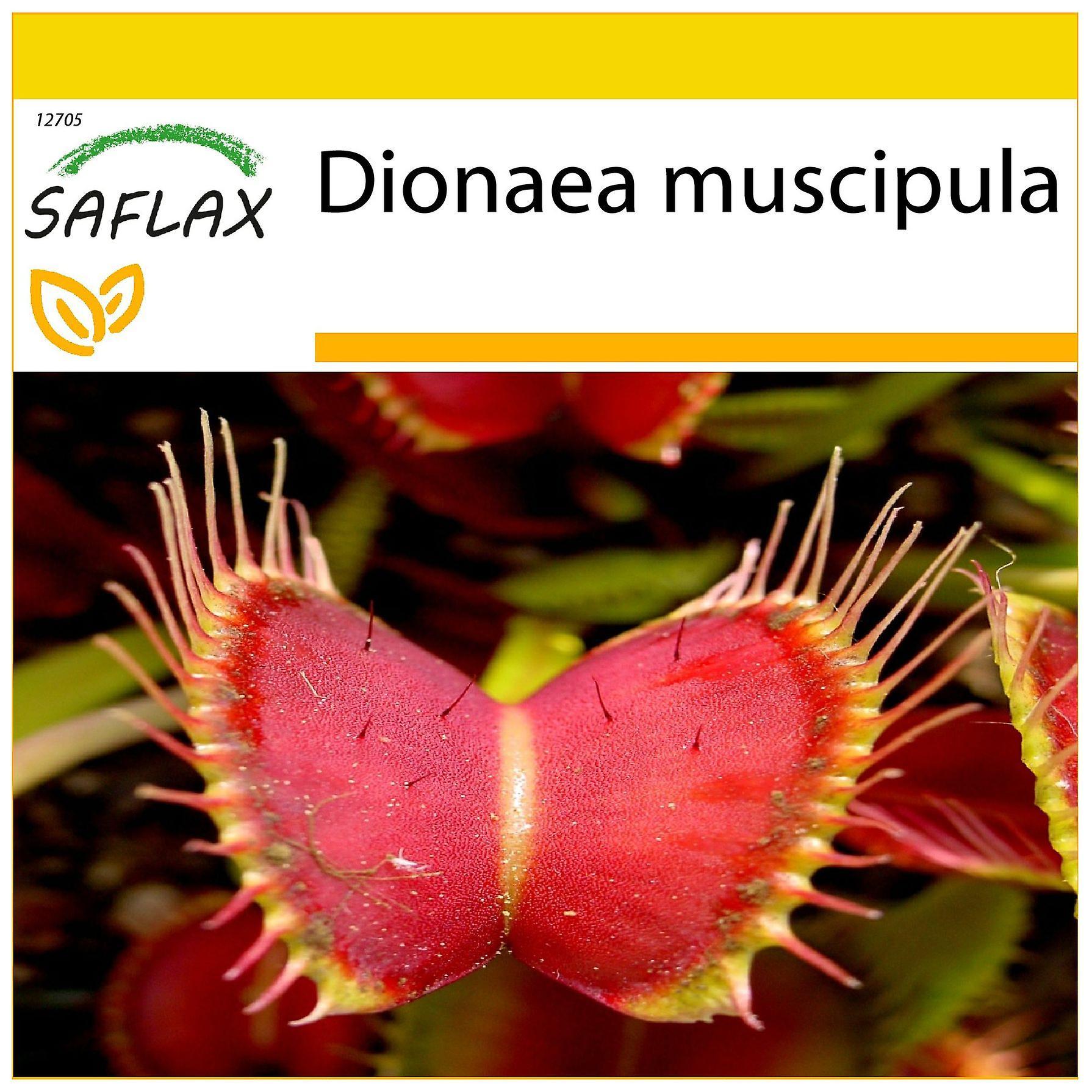 Saflax - Potting Set - 10 seeds - Venus Fly Trap - Dionée attrape-mouche - Venere acchiappamosche - Venus atrapamoscas - Venus - Fliegenfalle