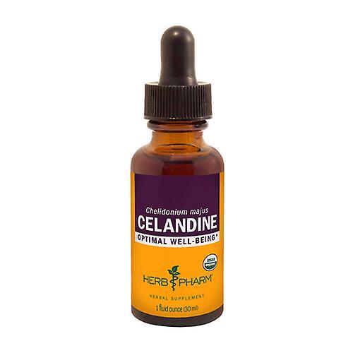 Herb Pharm Celandine Extract, 1 Oz (Pack of 1)