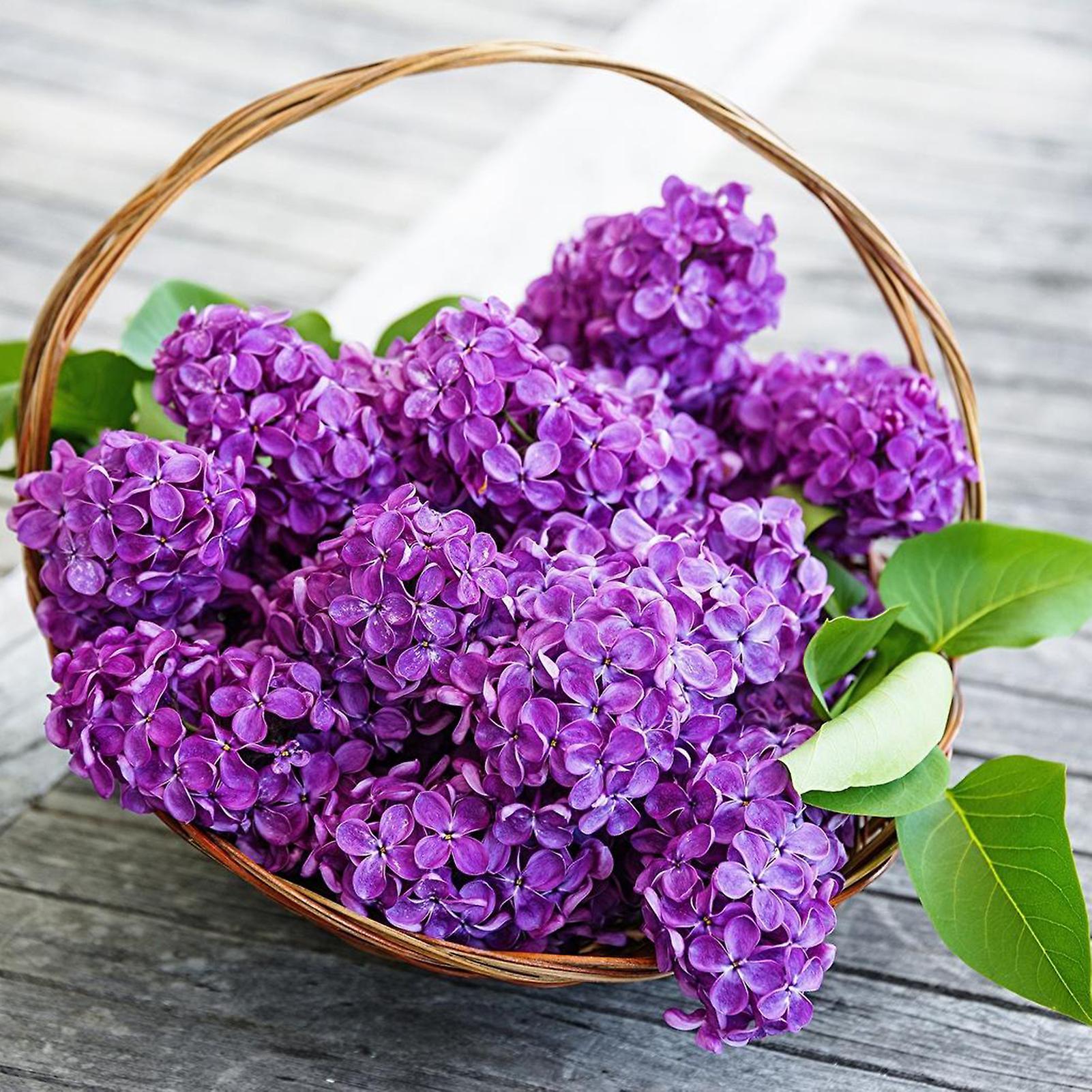 SIJIALI 25Pcs Lilac Seeds High Yield Purple Flower Easy to Cultivate Natural Lilac Seedlings for Bonsai Syringa vulgaris seeds