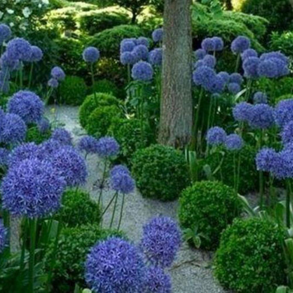 Auleset 100Pcs Giant Onion Seeds Allium Giganteum Flower Plant Home Garden Bonsai Decor Blue Purple