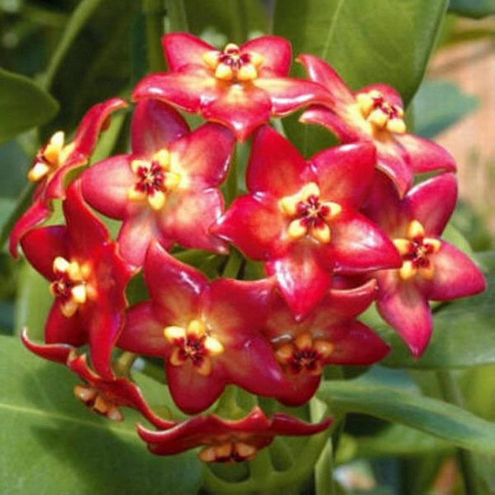 SIJIALI 300Pcs Mixed Color Hoya Seeds Garden Supplies Decoration Potted Flower Seeds