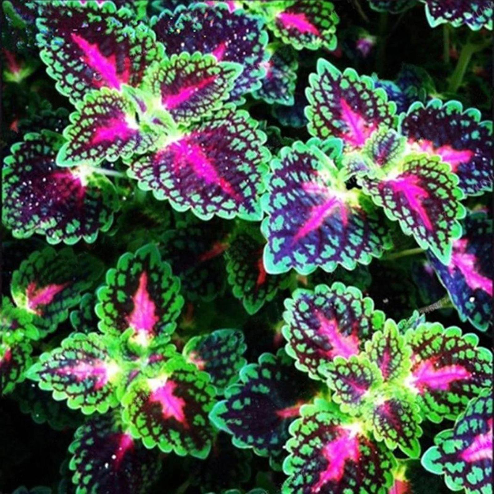 SIJIALI 100Pcs Coleus Seeds Easy to Survive Beautifying Colorful Perennial Garden Bonsai Seeds for Home Yard 3,Coleus Seeds