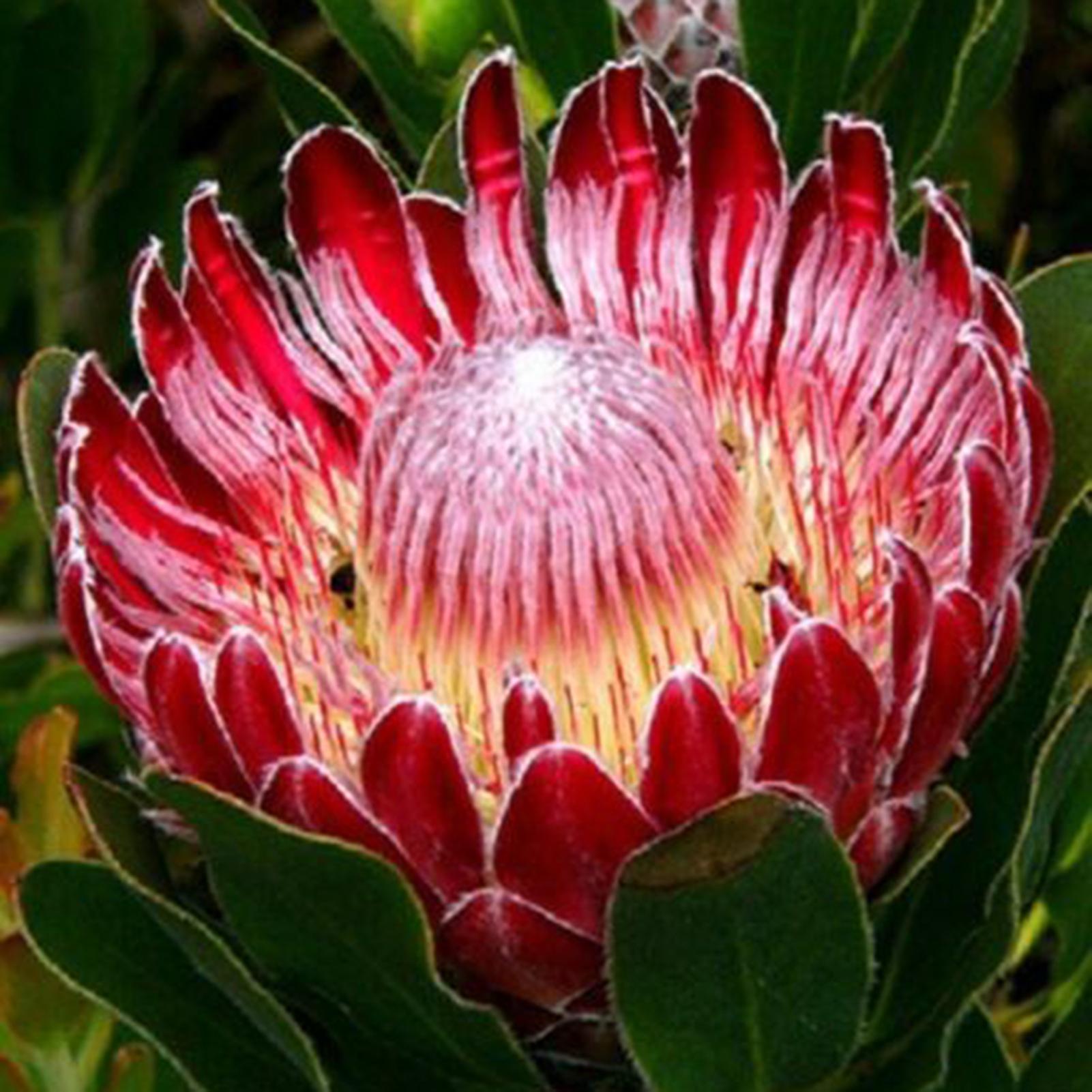 SIJIALI 20Pcs Sugarbushes Seeds Evergreen Fantastic Red South-facing Bonsai Garden Flower Seeds for Home Protea Cynaroides Seeds