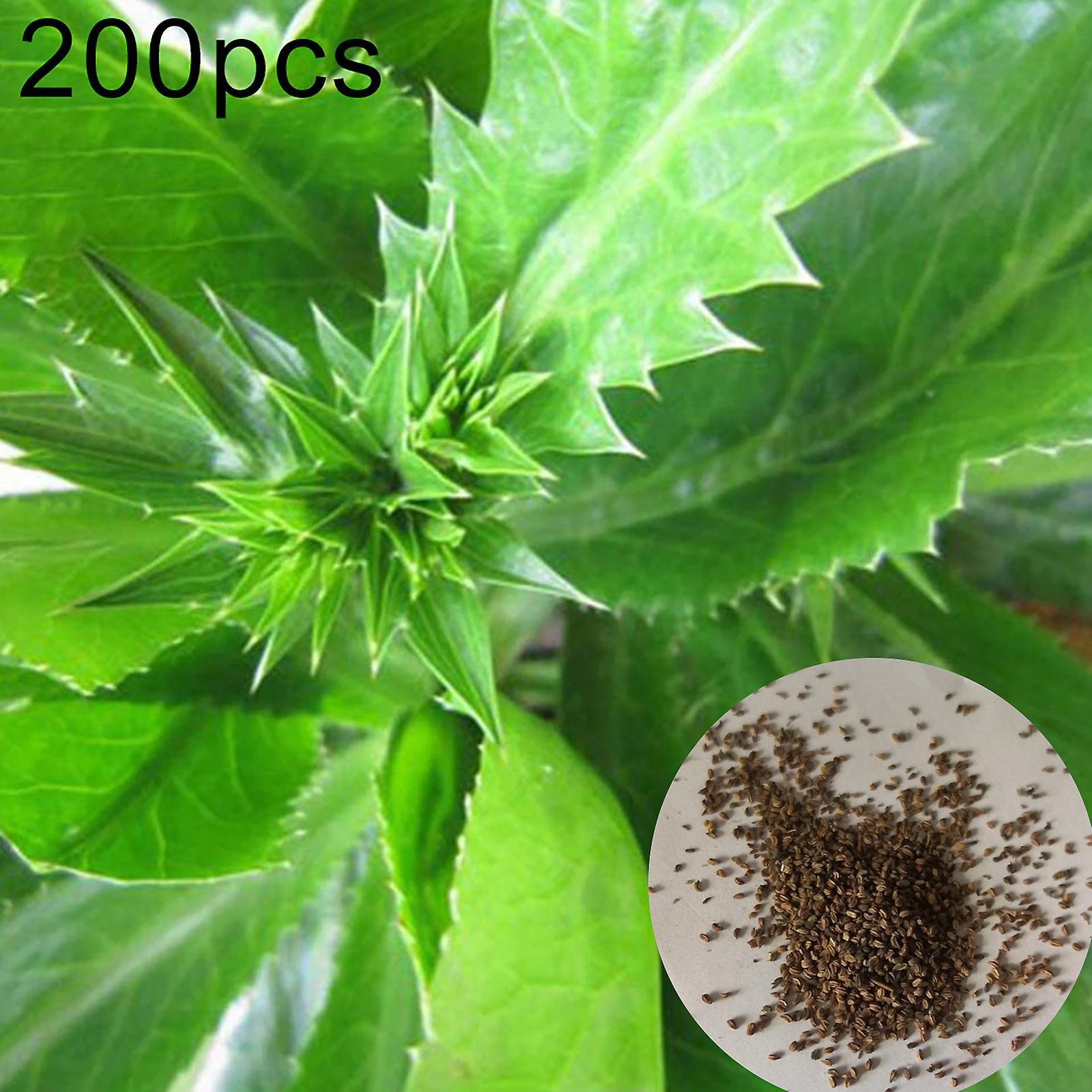 SIJIALI 200Pcs Eryngium Foetidum Seeds Prolific Edible Perennial Easy to Plant Vegetable Seedlings for Farm