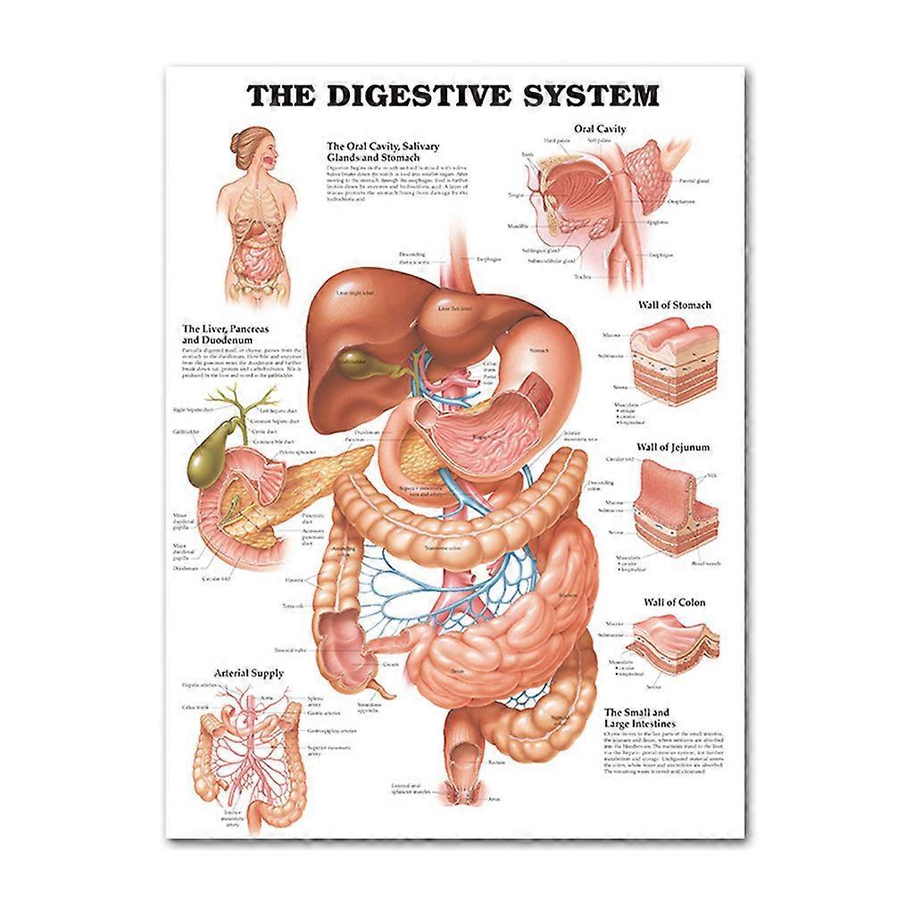 Unbrand Anatomical Poster Set - Laminated - Muscular, Skeletal, Digestive, Respiratory 4