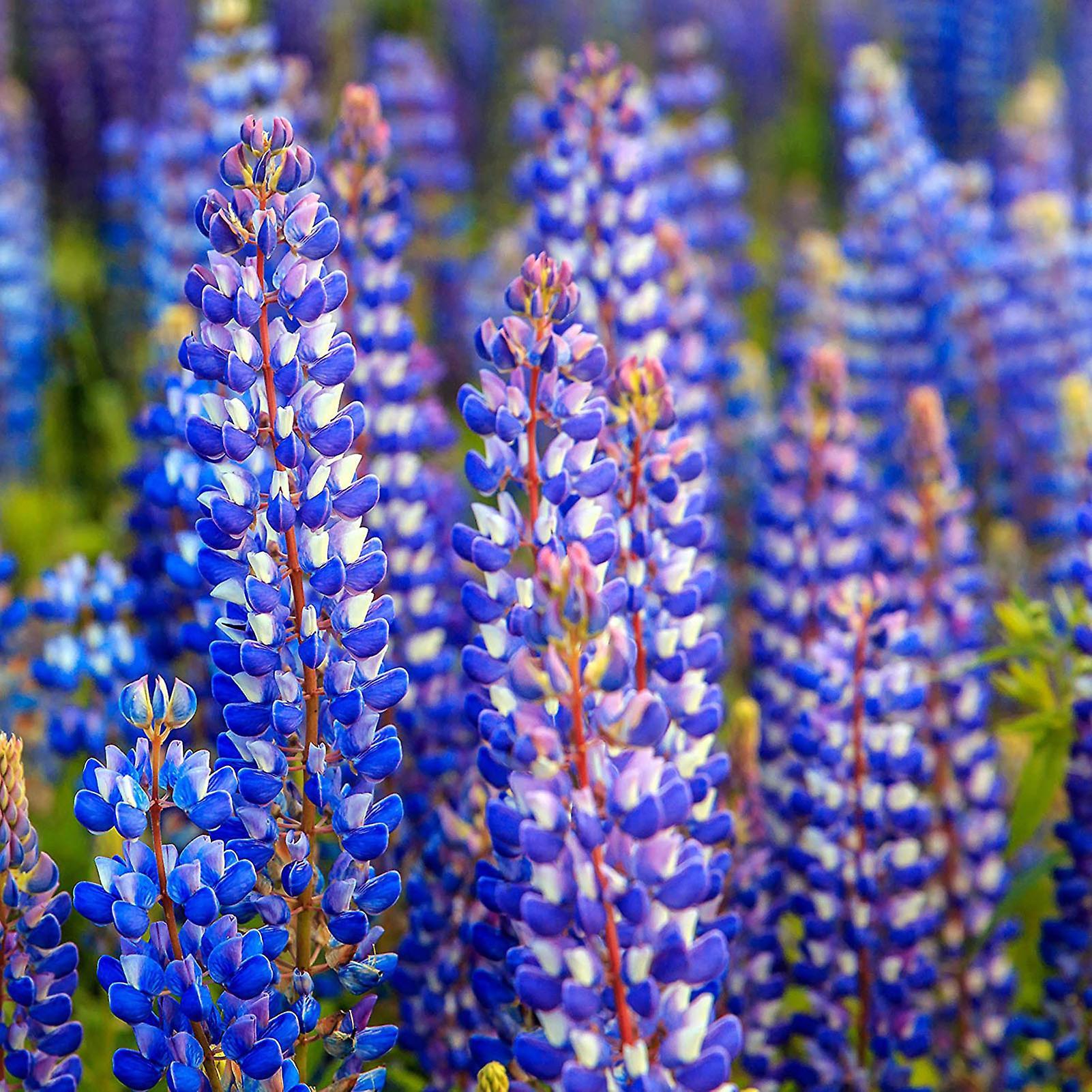 SIJIALI 100Pcs Lupine Seeds Natural Large Water Demand Purple Flower Eco-friendly Lupine Seeds for Window