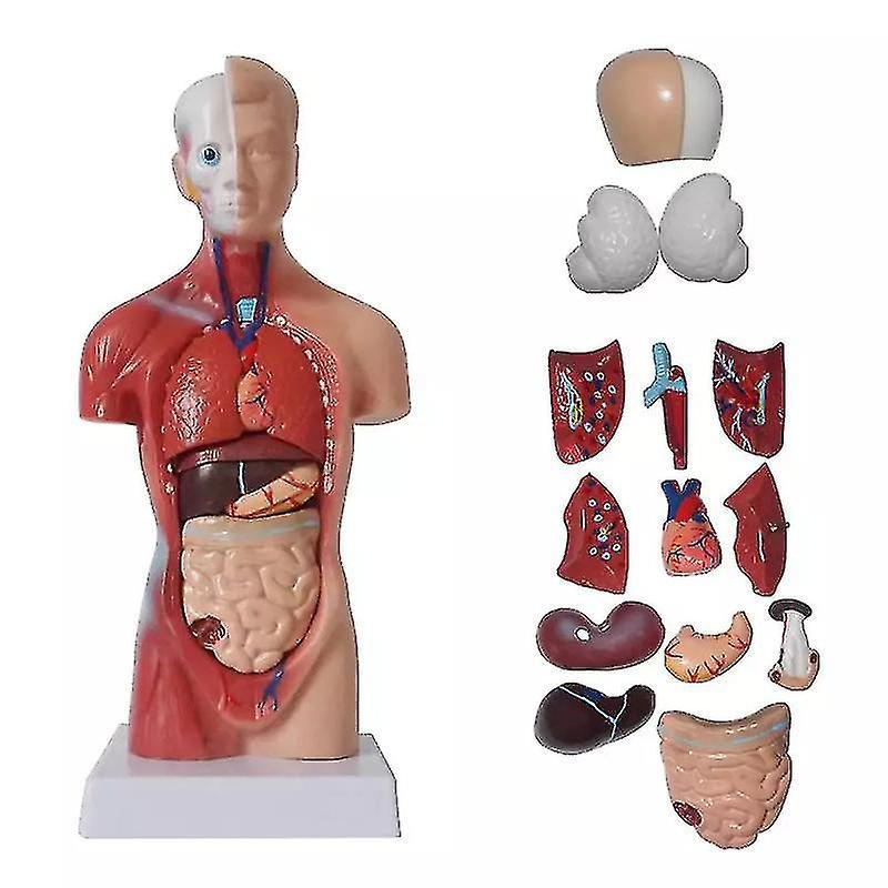 Banmo Unisex Human Torso Body Anatomy Anatomical Model Internal Organs Skeleton System