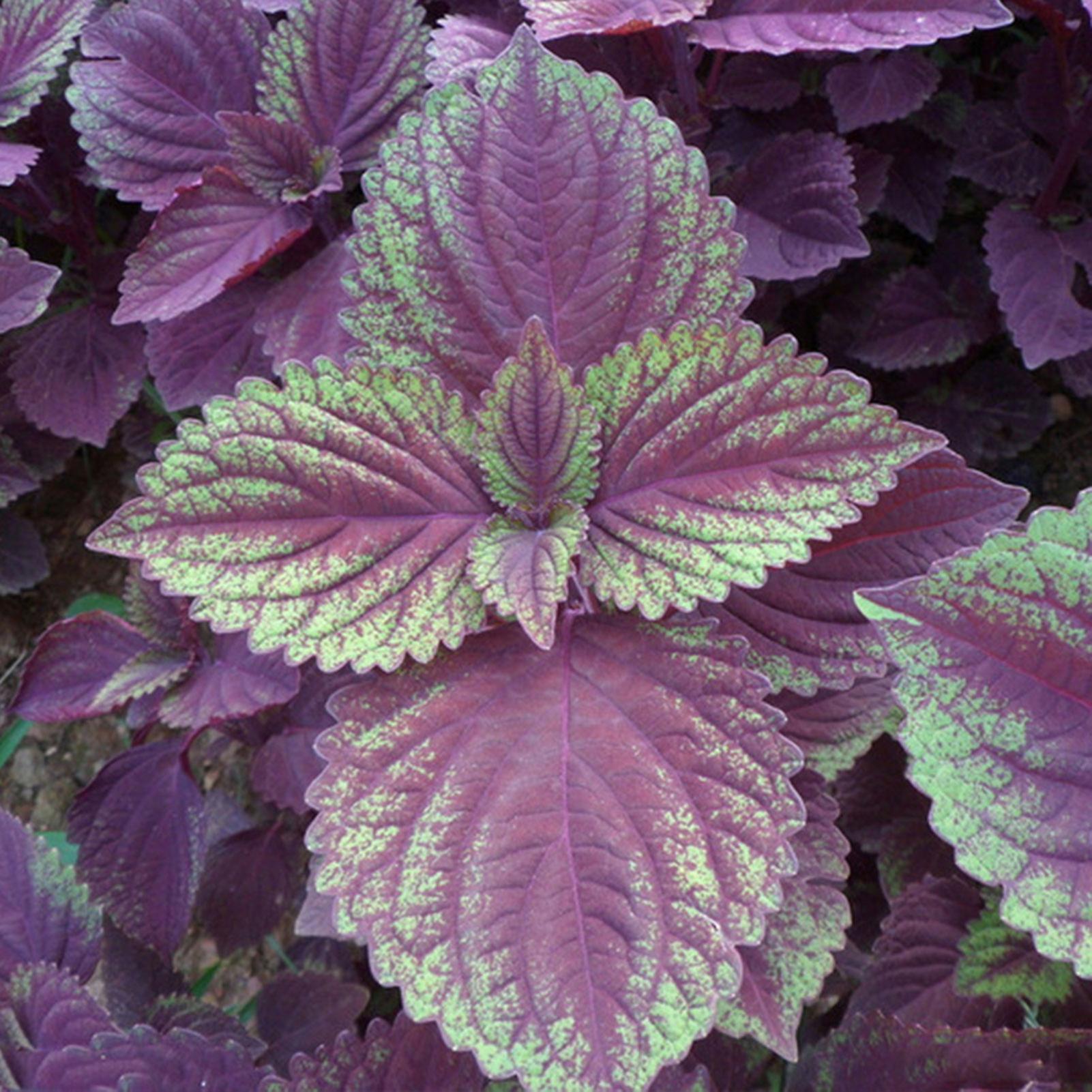 SIJIALI 100Pcs Purple Shiso Seeds