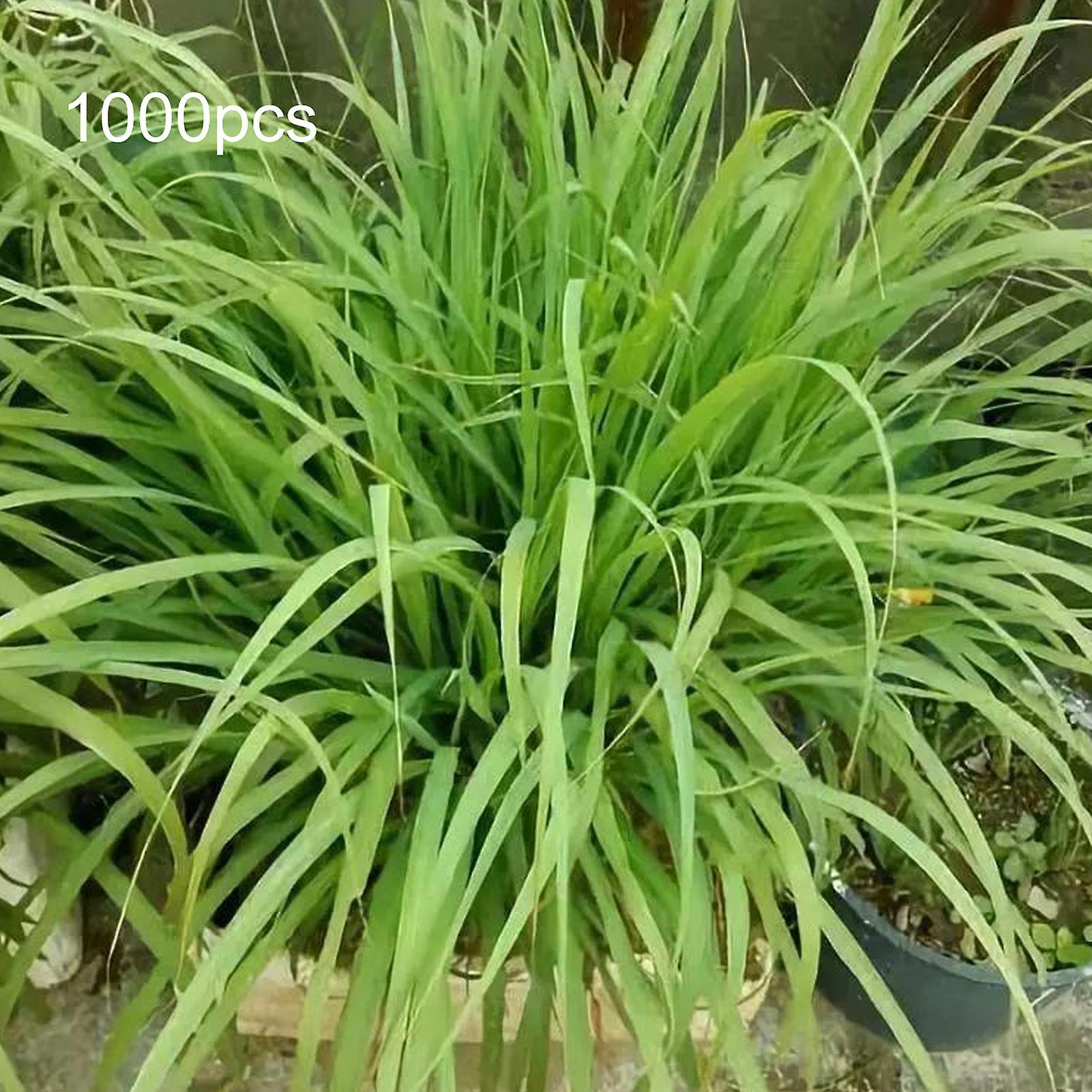 SIJIALI 1000Pcs Lemongrass Seeds Grow All Year Easy Care Green Lemon Grass Cymbopogon Flexuosus Seeds for Horticulture